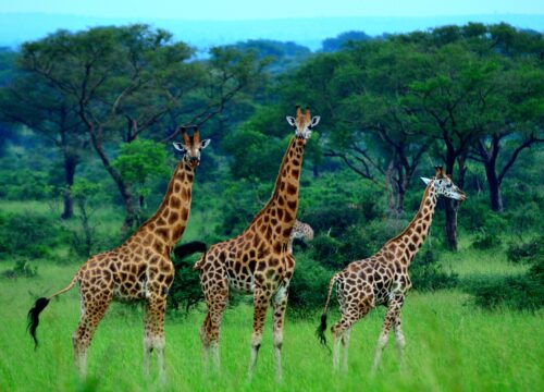 Lake Mburo National Park