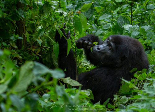 Mgahinga Gorilla National Park.