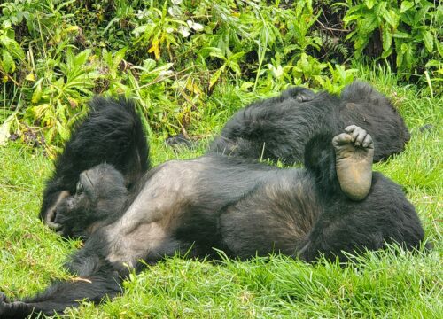 2 Days Rwanda Gorilla Safari