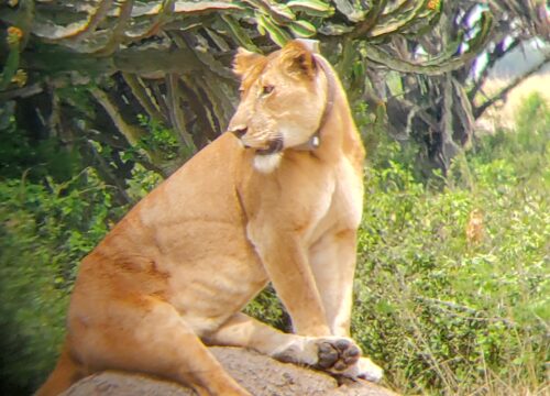 3 Days Queen Elizabeth National Park Wild Safari.