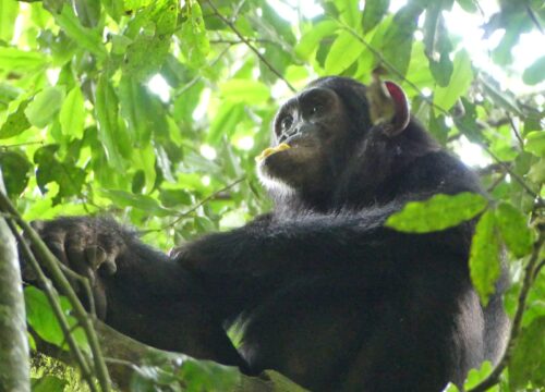 12 Days Gorillas, Chimps, Golden Monkey, and Wild Life Safari