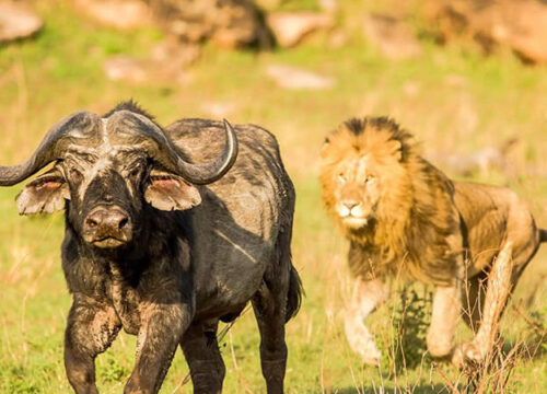 7 Days Kenya Wildlife Safari