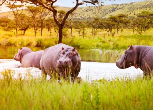 4 Days Rwanda Chimpanzees & Akagera National Park