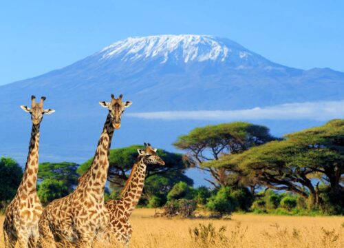 3 Days Kenya Amboseli National Park Safari Tour – National Park Driving Tours