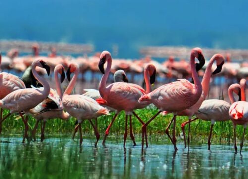 4 Days Lake Nakuru Wildlife Safari
